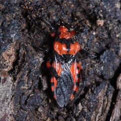 Tegea atropicta