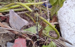 Diplacodes trivialis