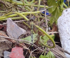 Diplacodes trivialis