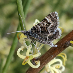 Chrysolarentia euclidiata