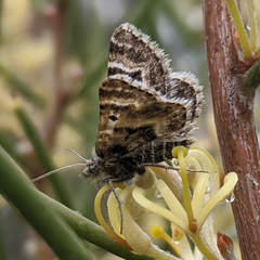 Chrysolarentia euclidiata