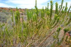Euryops oligoglossus