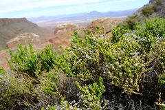 Chrysocoma sparsifolia