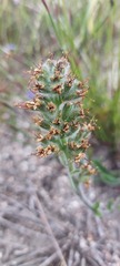 Echiostachys ecklonianus