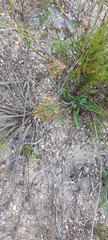 Echiostachys ecklonianus