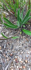 Echiostachys ecklonianus