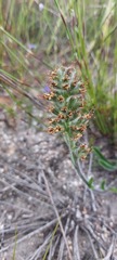 Echiostachys ecklonianus