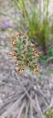 Echiostachys ecklonianus