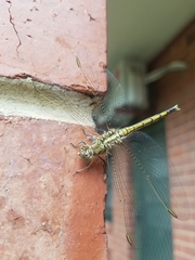 Orthetrum caledonicum