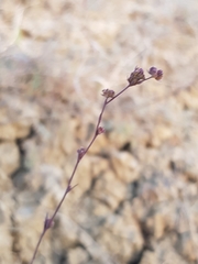 Bupleurum tenuissimum