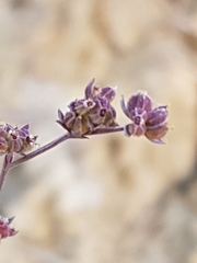 Bupleurum tenuissimum