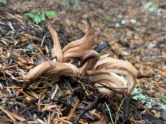 Clavariadelphus caespitosus