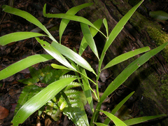 Exocarpos phyllanthoides