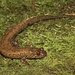 Kanawha Blackbelly Salamander - Photo (c) Ty Smith, some rights reserved (CC BY-NC), uploaded by Ty Smith