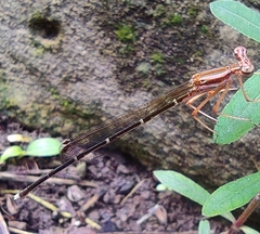 Pseudocopera ciliata