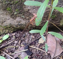 Pseudocopera ciliata