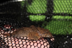Cottus baileyi