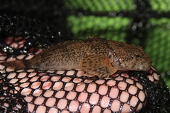 Cottus baileyi