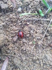 Chrysolina variolosa