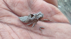 Anisoptera