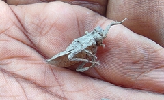 Anisoptera