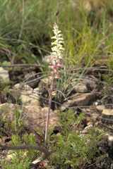 Lachenalia cernua