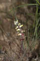 Lachenalia cernua
