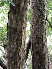 Quercus tarokoensis