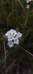 Euchaetis schlechteri