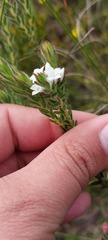 Euchaetis schlechteri