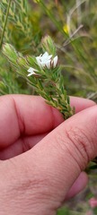 Euchaetis schlechteri