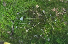 Mycena erubescens