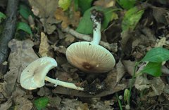 Leucoagaricus sublittoralis