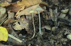 Mycena polygramma