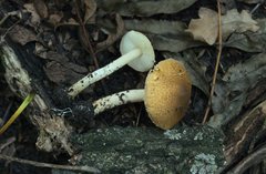 Lepiota boudieri