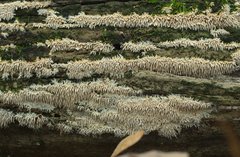 Hydnocristella himantia