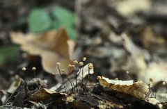 Marasmius bulliardii