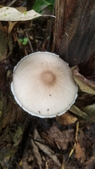 Fungi