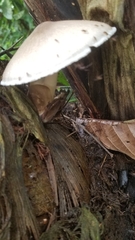 Fungi