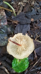Basidiomycota
