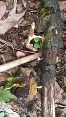 Basidiomycota