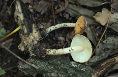 Lepiota boudieri