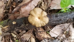 Basidiomycota