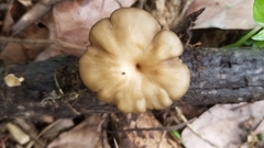 Basidiomycota