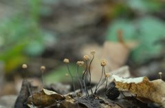 Marasmius bulliardii