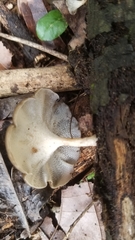 Basidiomycota