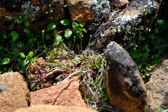 Stilpnogyne bellidioides