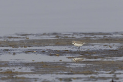 Charadrius pallidus