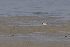 Charadrius pallidus