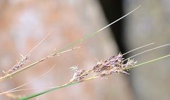 Ficinia compasbergensis